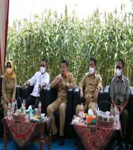 Panen Raya Sorgum di Babat, Komoditas Pangan Lokal Potensial