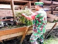 Sertu Kenedi Purba Melaksanakan Kegiatan Produktif di bidang Peternakan Kambing