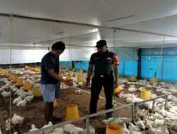 Dorong Ekonomi Masyarakat, Babinsa Karangjati Sambangi Usaha Peternakan Ayam