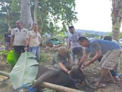 Moment Idul Adha 1445 H: Dandim 1307/Poso, Letkol Inf Hasroel Tamin Serahkan dan Bantu Proses Penyembelihan Hewan Kurban