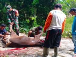 Moment Idul Adha 1445 H: Anggota Koramil 1307-10/Lore Utara Aktif dalam Komsos dan Bantu Warga Sembelih Hewan Kurban