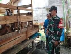 Tingkatkan Ekonomi Masyarakat Anggota TNI dan PPL Mendampingi Peternakan Kambing di Wilayah Ngawi