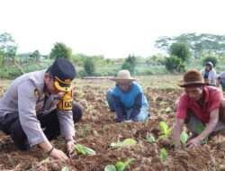 Polres Sumenep Dukung Peningkatan Ekonomi Petani Melalui Kegiatan Menanam Tembakau Bersama Masyarakat