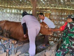 Babinsa Koramil Padas Dampingi Vaksinasi PMK Hewan Ternak di Wilayah Binaan