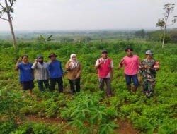 Babinsa Koramil Bringin Bersama Warga Laksanakan Penghijauan dengan Menanam Pohon Kayu Putih