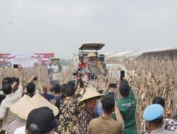 Kapolda Jawa Timur dan Forkopimda Panen Raya Jagung di Prambon Sidoarjo