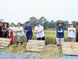 Wamendagri Bima Arya Tekankan Kemandirian dan Ketahanan Pangan dalam Panen Raya di Bogor