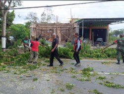 Cegah Bahaya, TNI-Polri Tebang Pohon Rawan Tumbang di Jalan Raya Durenan Trenggalek