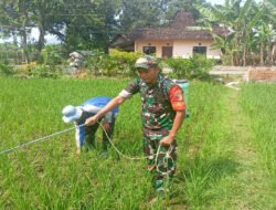 Babinsa Kodim Ponorogo Bantu Petani Semprot Gulma Tanaman Padi